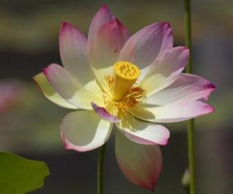 Lotus Blossom Flower Nature