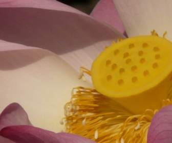 Lotus Lotus Blossom Flower