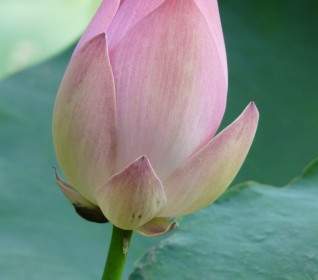 Lotus Lotus Blossom Flower