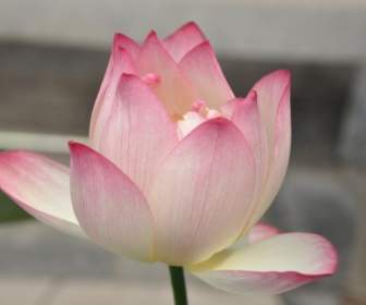 زهرة اللوتس Lotus الوردي