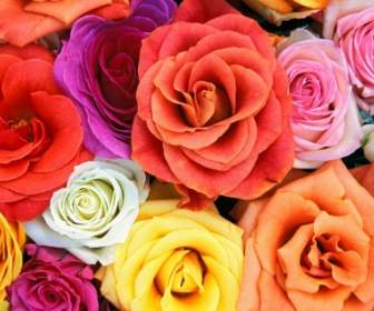 愛綻放的玫瑰壁紙鮮花性質