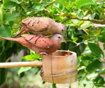 Love Dove Doves Bird
