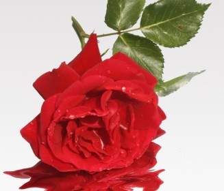 Fleur De L'amour Rose
