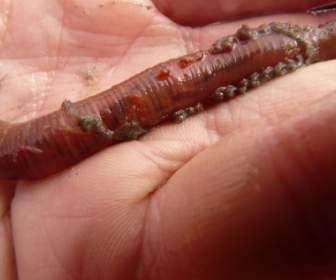 Lugworm Cacing Arenicola Marina