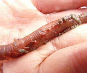 Lugworm หนอน Arenicola มารีน่า