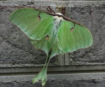 Moth Luna สีเขียว