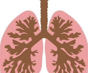 Lunge Und Bronchien