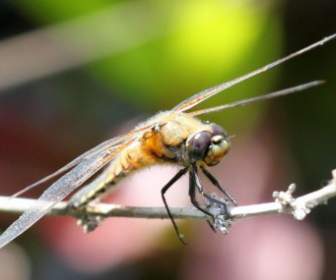 Dragonfly Makro