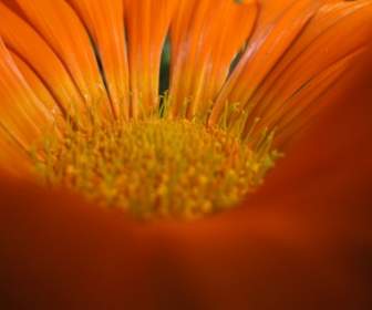 макро цветок Оранжевый