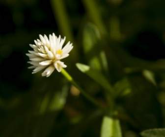 マクロ白い花