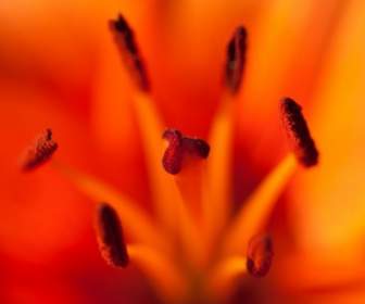 Macro Of Red Lily