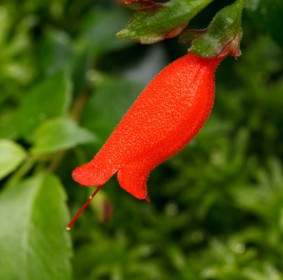 Flor Roja De Macro