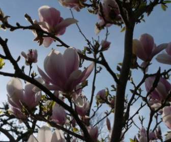 Magnolia Blumen Busch