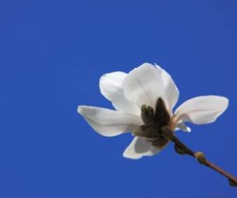 Magnolia Blumen