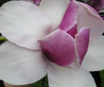 Fiore Di Magnolia