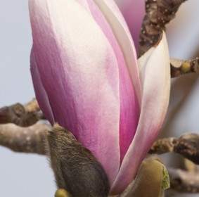 Nama Umum Magnolia Semak Bunga