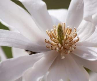 Nama Umum Magnolia Semak Bunga