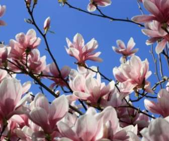 Albero Di Magnolia Fiore