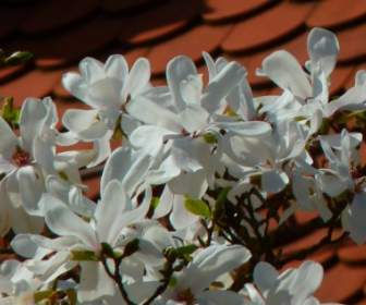 木蓮の白い花