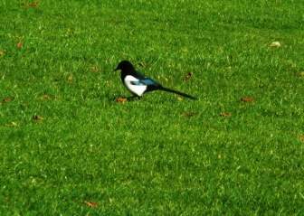 Magpie On Grass