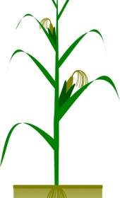 Maispflanze