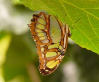 malachite butterfly butterfly siproeta stelenes