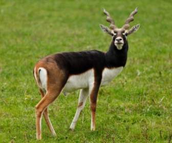 Male Antelope