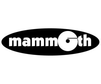 Enregistrements De Mammouths