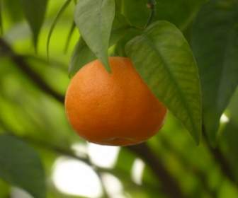 Мандарин фруктовое дерево