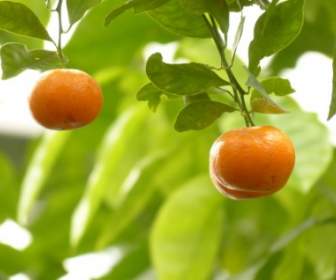 Jeruk Mandarin Pohon