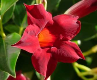 Мандевилла цветок красный