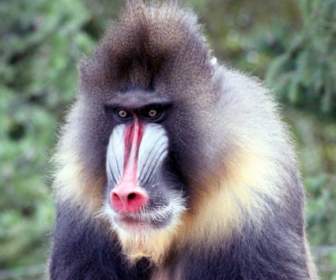 Monyet Dukun