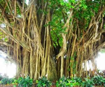 Mangroven-Baum