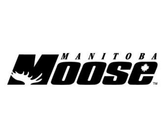 Moose Du Manitoba