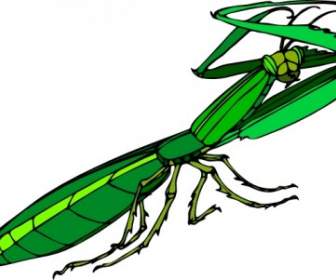 mantide religiosa картинки