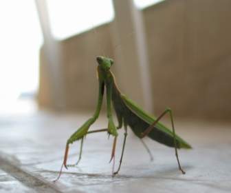 Mantis насекомое зеленый
