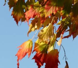 érable à Feuilles érable Acer Platanoides D'aiguille