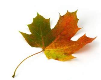 カエデの葉の秋
