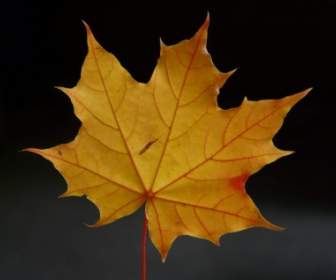 Coloriage De Journal Maple Leaf