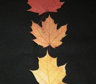 maple leaves fall leaves pressed