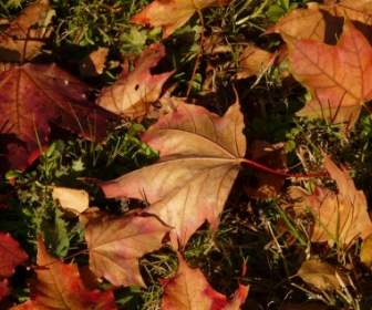 メープルのカエデの葉の秋