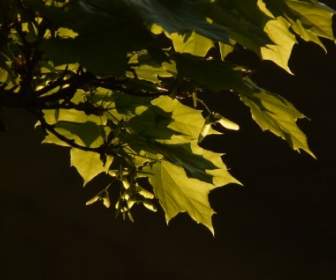 maple maple leaf journal