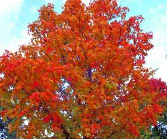 Maple Tree Di Musim Gugur