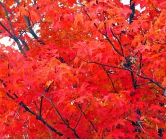 槭樹在秋天的葉子