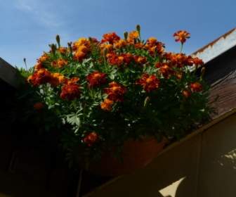 Marigold Balcony Plant Ornamental Plant