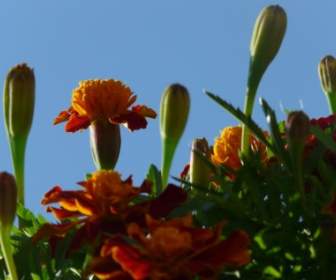 Marigold Flower Bud
