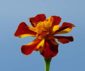 Fleur De Calendula Coloré