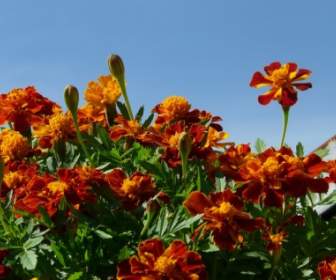 Marigold Flower Prosperous