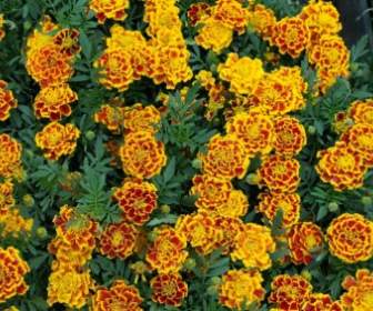 marigold flower spring