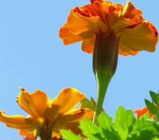 Fleur De Marigold Soucis